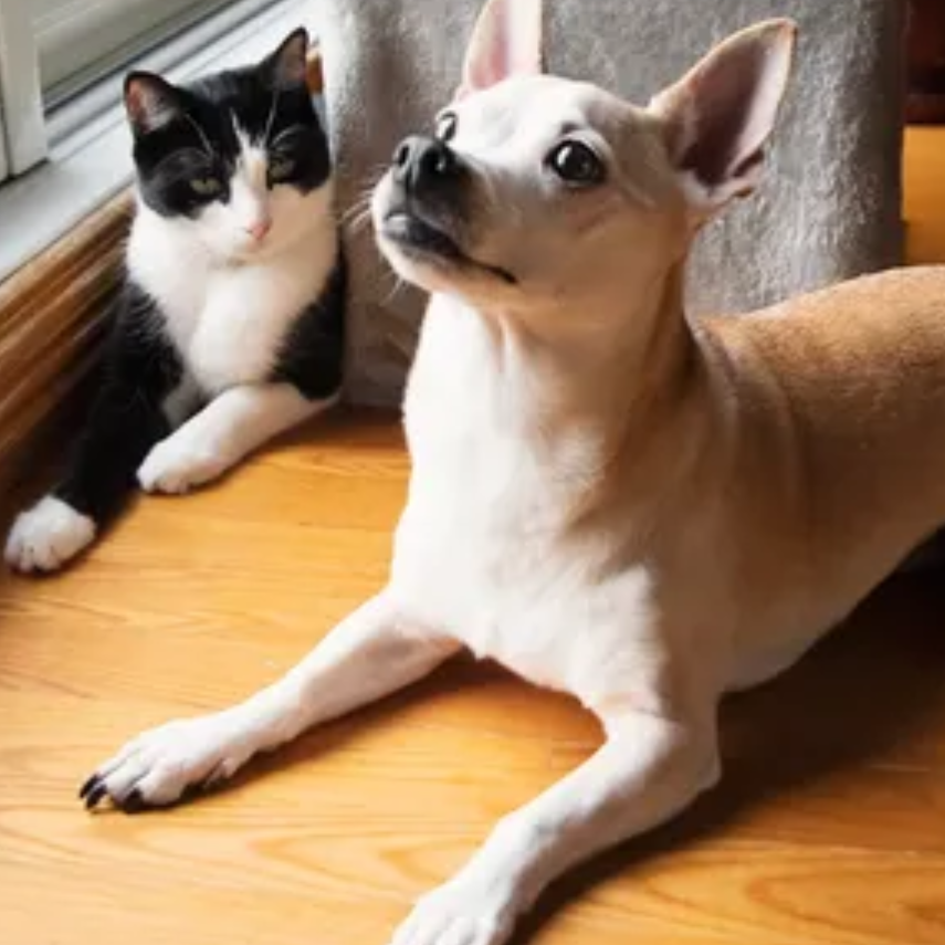 Dog Sitting